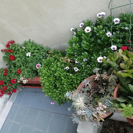 L Agrifoglio Di Rita Loddo Apartment Fonni