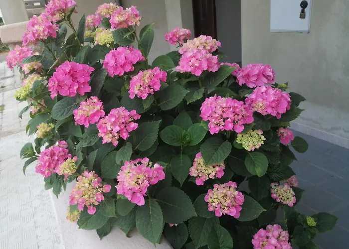 L Agrifoglio Di Rita Loddo 公寓 *